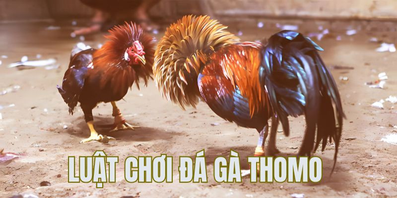 Luật chơi chọi kê Thomo mà Newbie cần nắm rõ